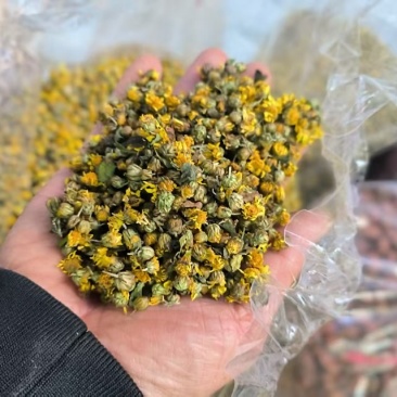 药用菊花