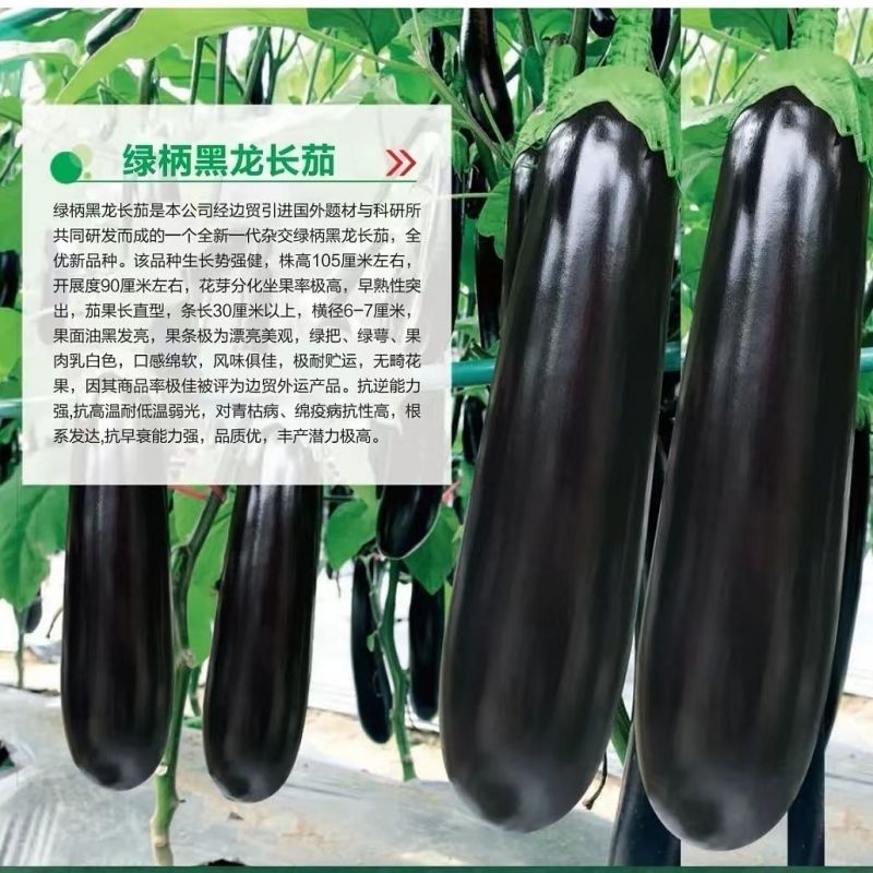黑亮长茄绿钻茄子种子绿把长茄果实长棒形紫黑色油亮茄子高产