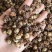 潮汕油柑茶牛柑果茶广东可泡茶泡水甘甜清口