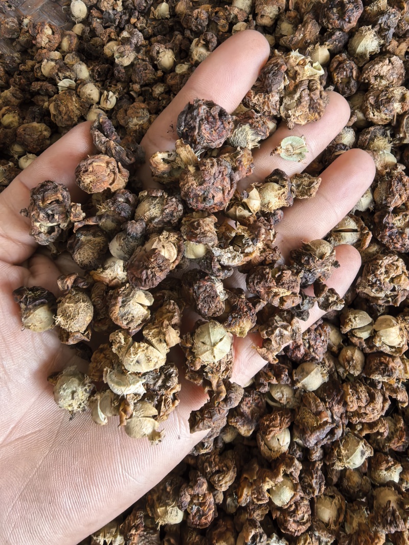 潮汕油柑茶牛柑果茶广东可泡茶泡水甘甜清口