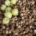 潮汕油柑茶牛柑果茶广东可泡茶泡水甘甜清口