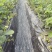 批发巧克力草莓