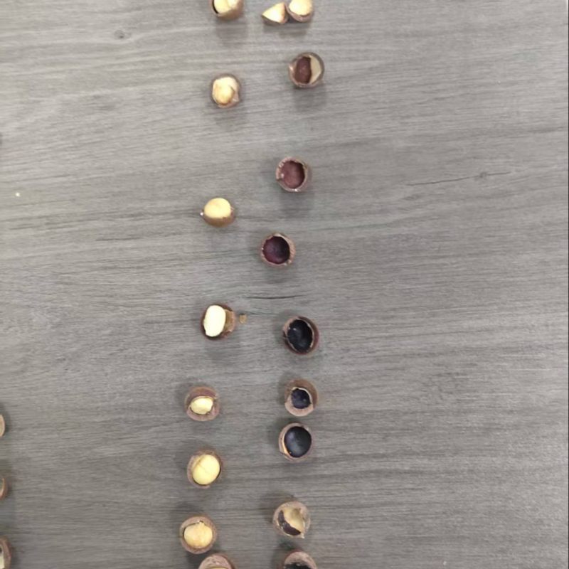 夏威夷果季节品一件代发