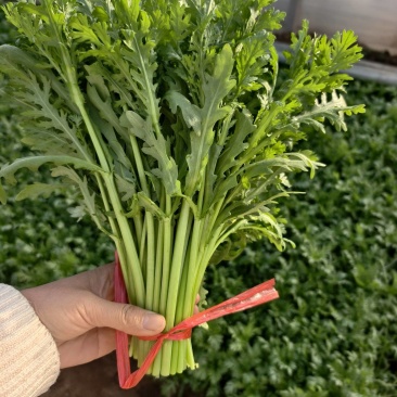 大叶茼蒿富锌茼蒿皇帝菜绿叶蔬菜