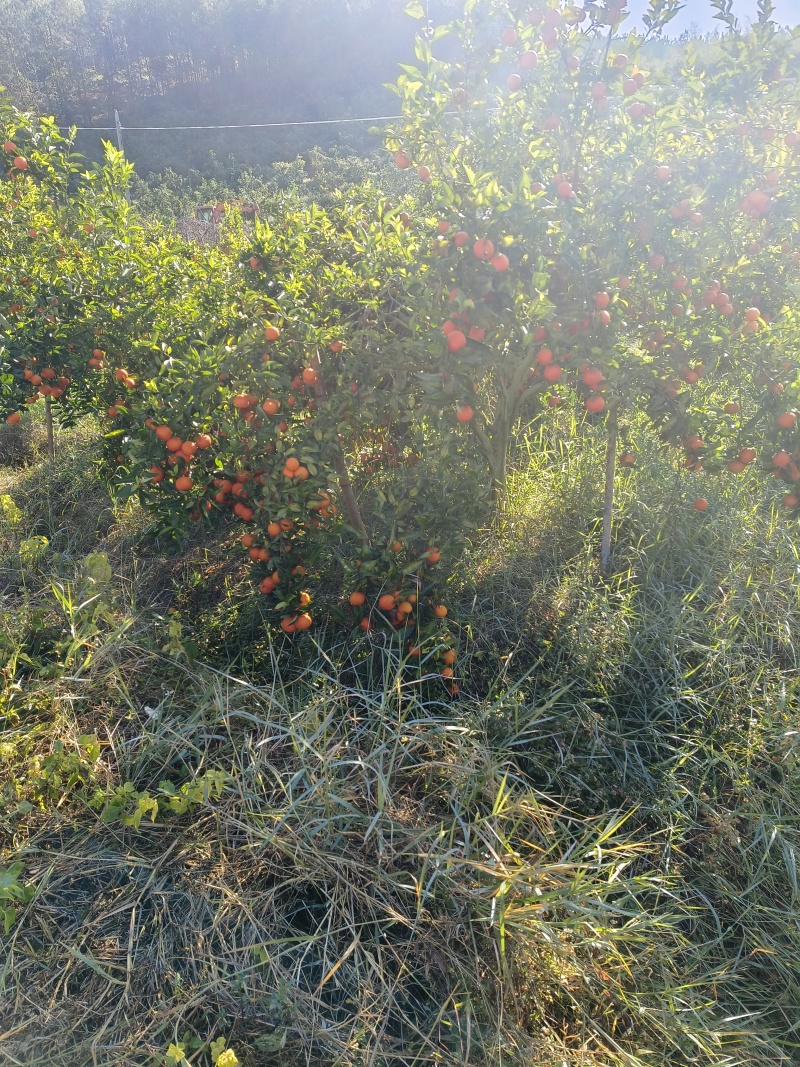 东方红枯子