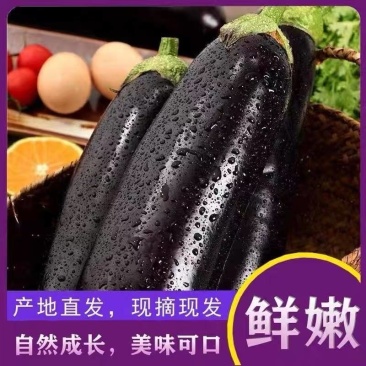 正宗长茄源头好货耐储运高产茄烧烤货价格优势