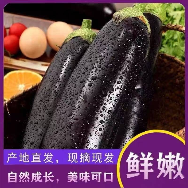 正宗长茄源头好货耐储运高产茄烧烤货价格优势