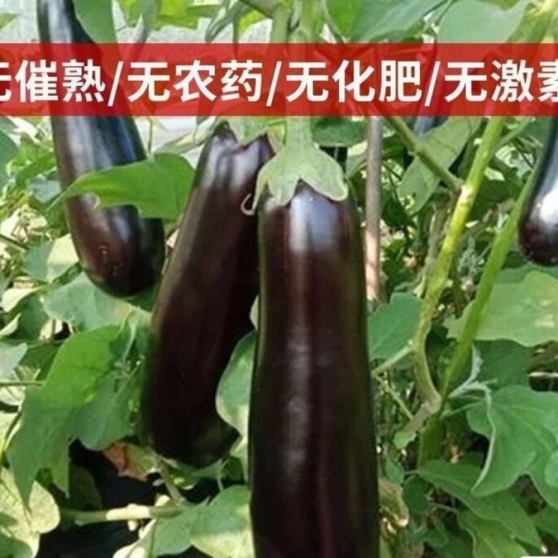 正宗长茄源头好货耐储运高产茄烧烤货价格优势