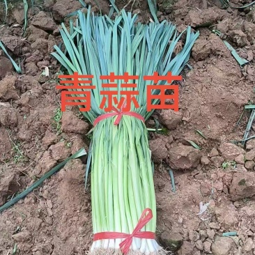 四季蒜苗白根杆长60叶片好粗细都有