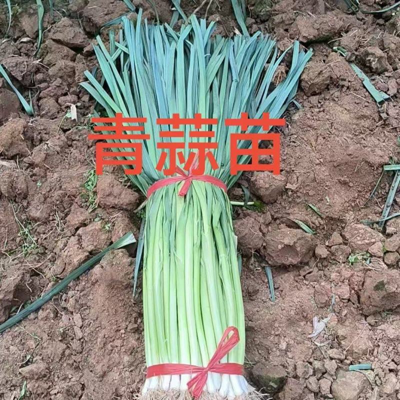 四季蒜苗白根杆长60叶片好粗细都有