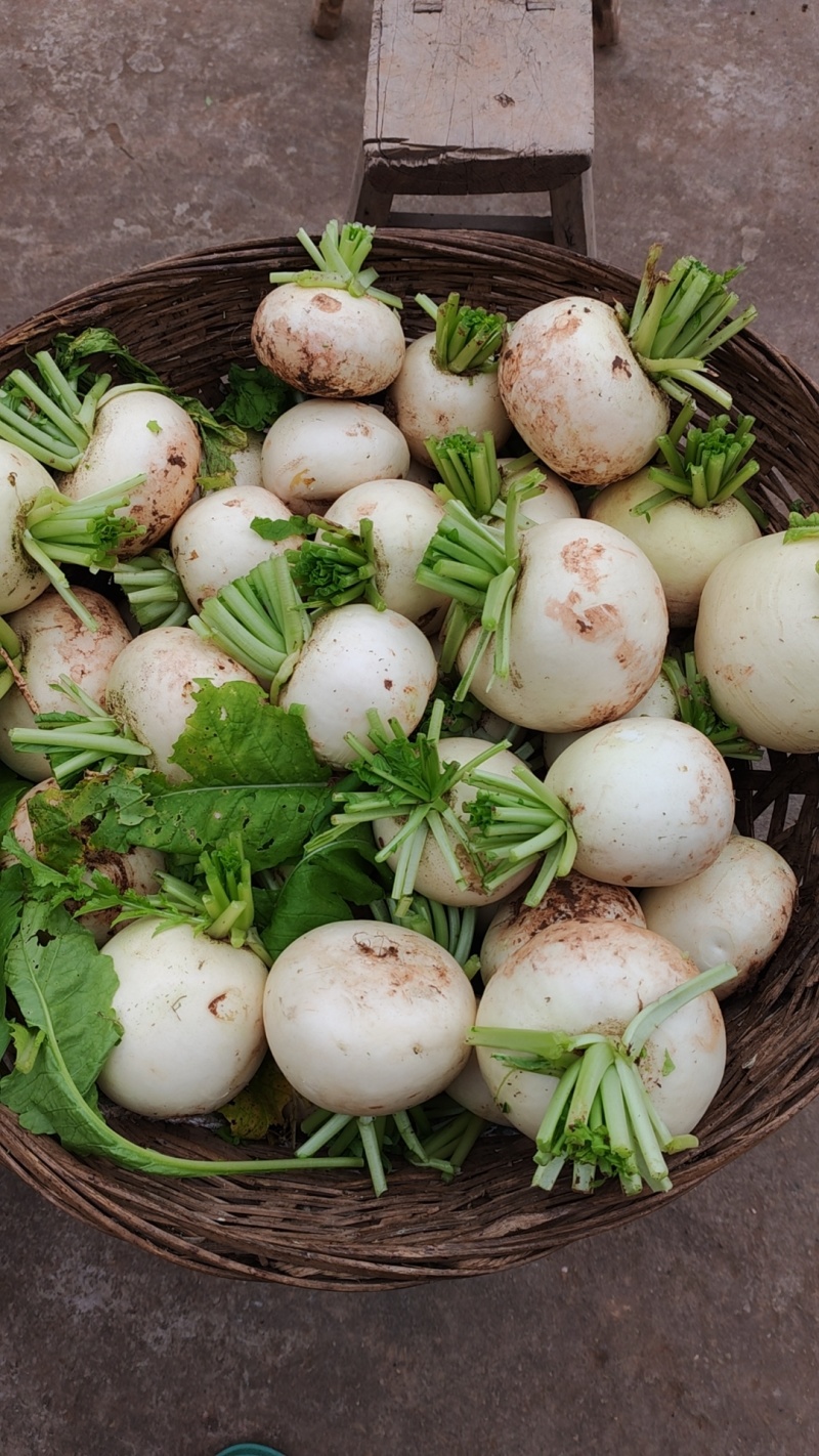自家圆根萝卜开始出售
