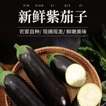 产地直销765长茄特惠批发价高产标准茄货源充足