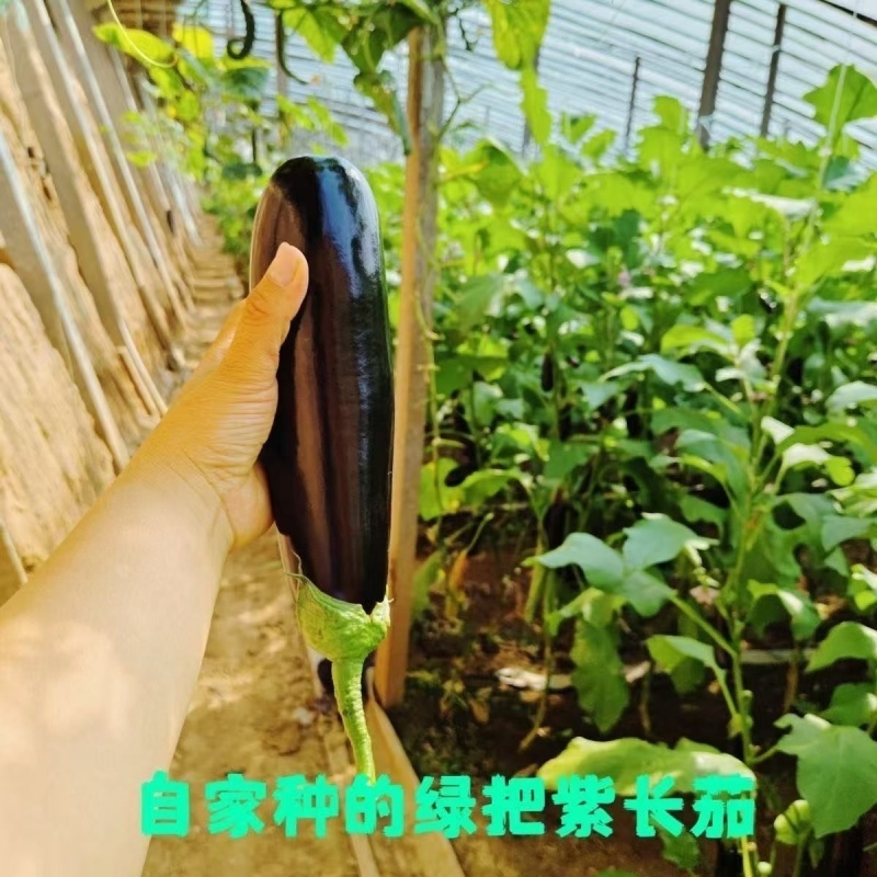 产地直销765长茄特惠批发价高产标准茄货源充足