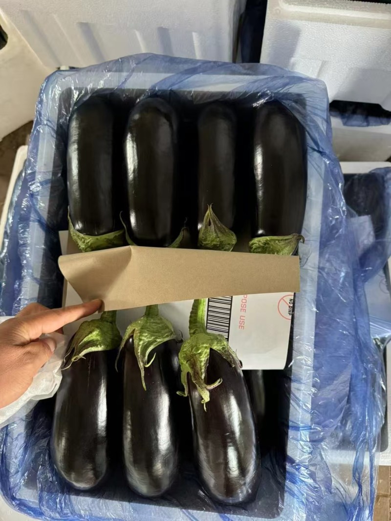 产地直销765长茄特惠批发价高产标准茄货源充足