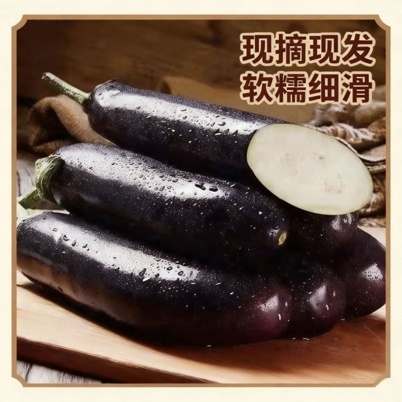 产地直销765长茄特惠批发价高产标准茄货源充足