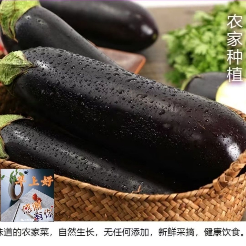 产地直销765长茄特惠批发价高产标准茄货源充足