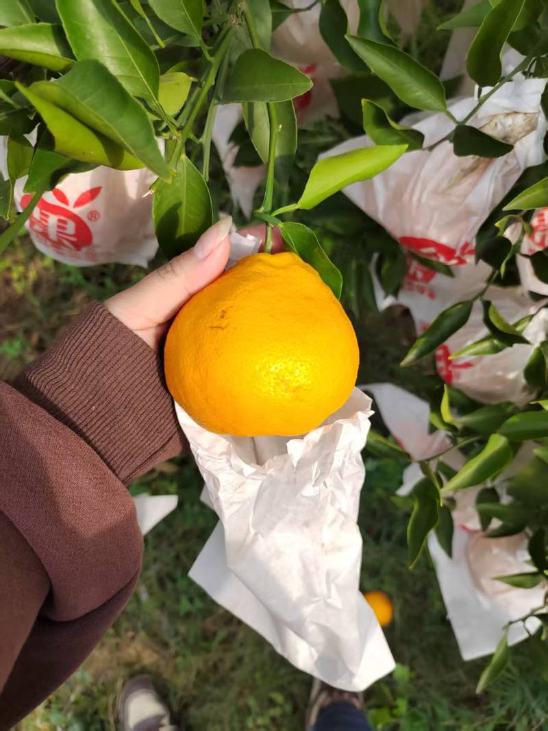 四川仁寿产品耙耙柑大量上市产地直发一手货源