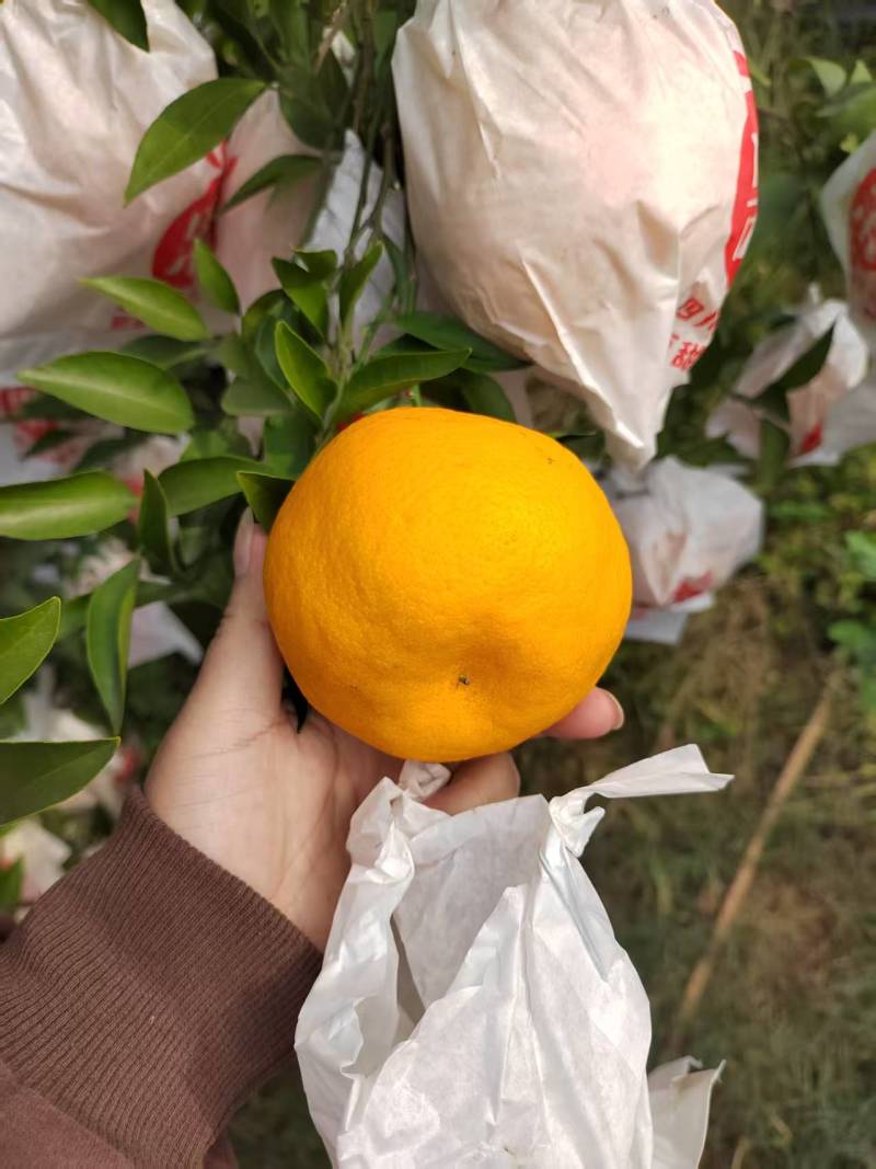 四川仁寿产品耙耙柑大量上市产地直发一手货源