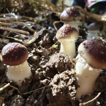 江西松茸新鲜赤松茸寄松茸现采现发保险发货泡沫箱承接餐饮