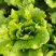 精品生菜意大利生菜散叶生菜5--7两