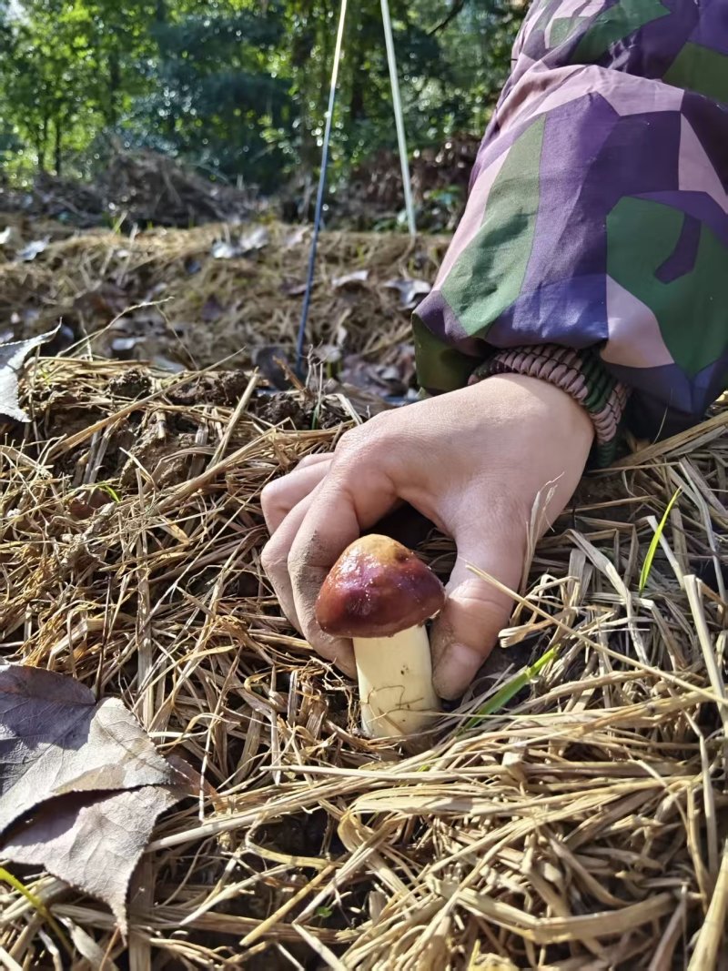 江西松茸新鲜赤松茸寄松茸现采现发保险发货泡沫箱承接餐饮