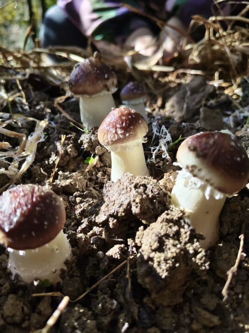 江西松茸新鲜赤松茸寄松茸现采现发保险发货泡沫箱承接餐饮