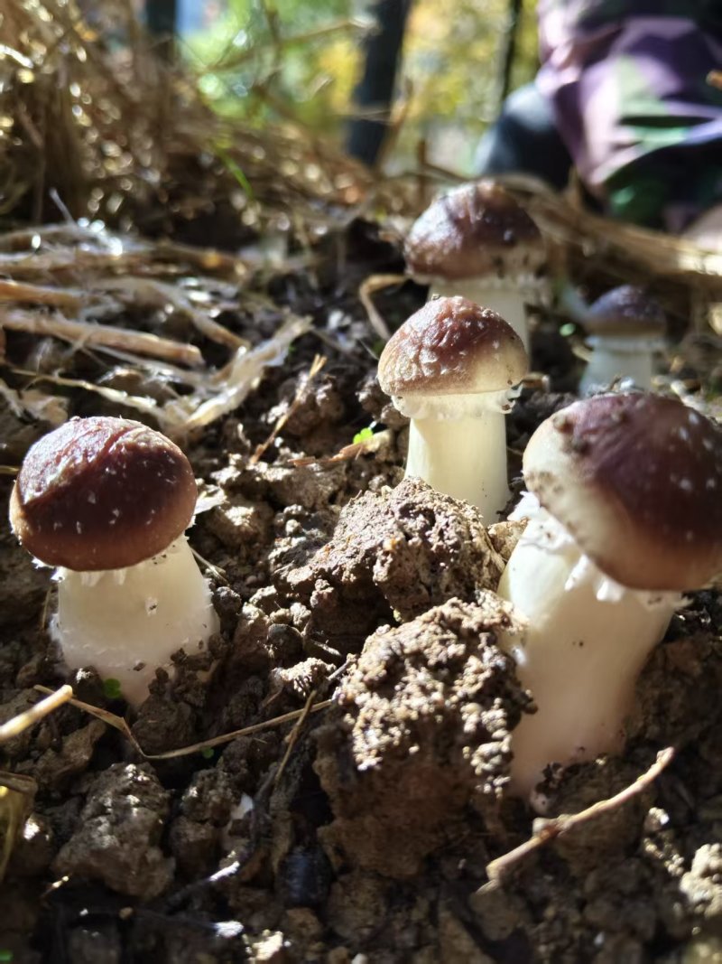 江西松茸新鲜赤松茸寄松茸现采现发保险发货泡沫箱承接餐饮