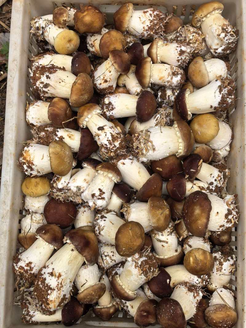 江西松茸新鲜赤松茸寄松茸现采现发保险发货泡沫箱承接餐饮