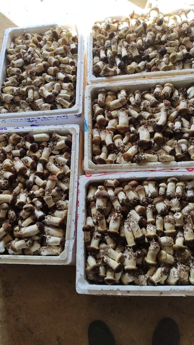 江西松茸新鲜赤松茸寄松茸现采现发保险发货泡沫箱承接餐饮