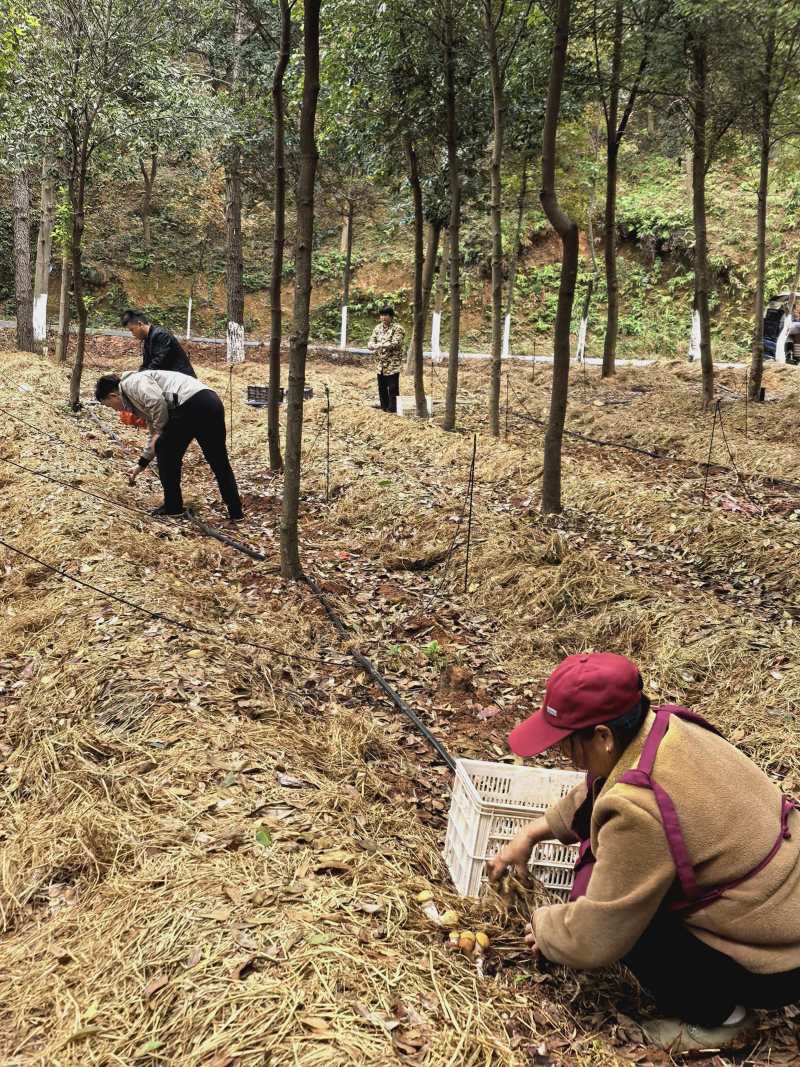 江西松茸新鲜赤松茸寄松茸现采现发保险发货泡沫箱承接餐饮