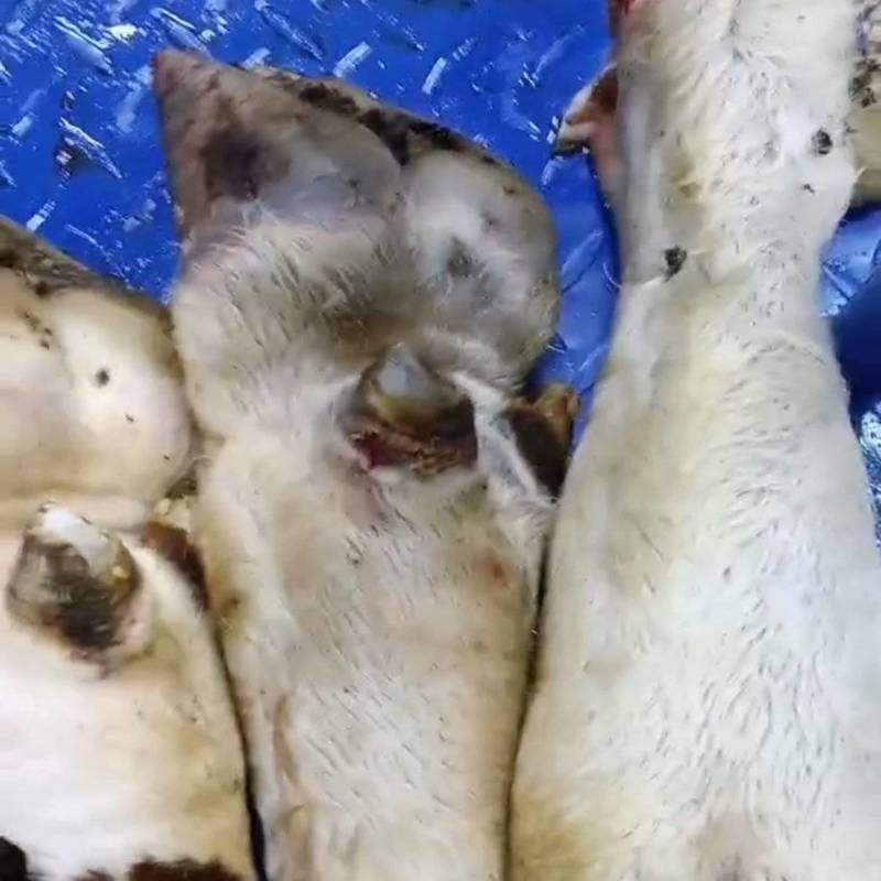 牛蹄厂家直供鲜货现发
