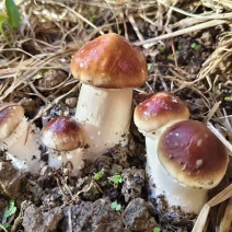 2025年新鲜赤松茸可以现场看货挑货满意为止一手货源量大