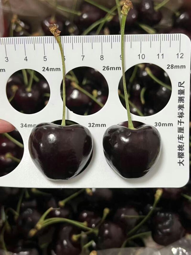 智利车厘子，234J规格齐全量大从优
