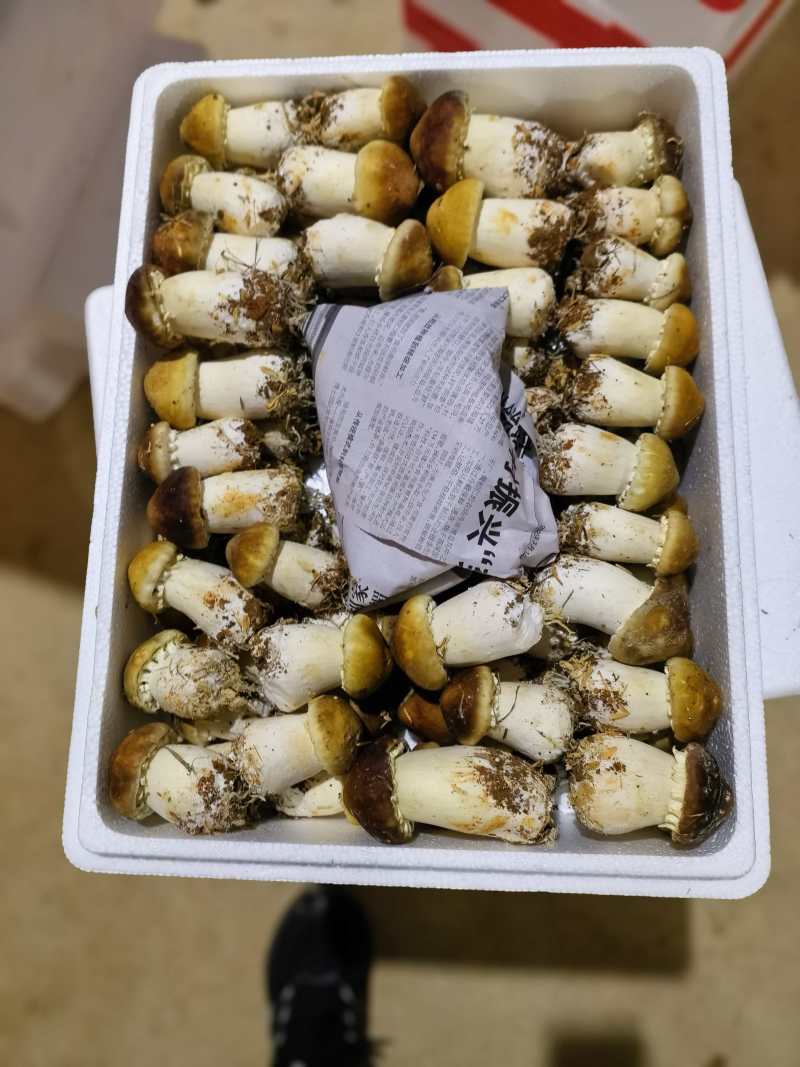 2025年新鲜赤松茸可以现场看货挑货满意为止一手货源量大