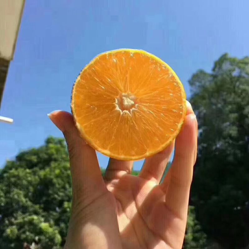 正宗十大名橙永兴冰糖橙，质量保真