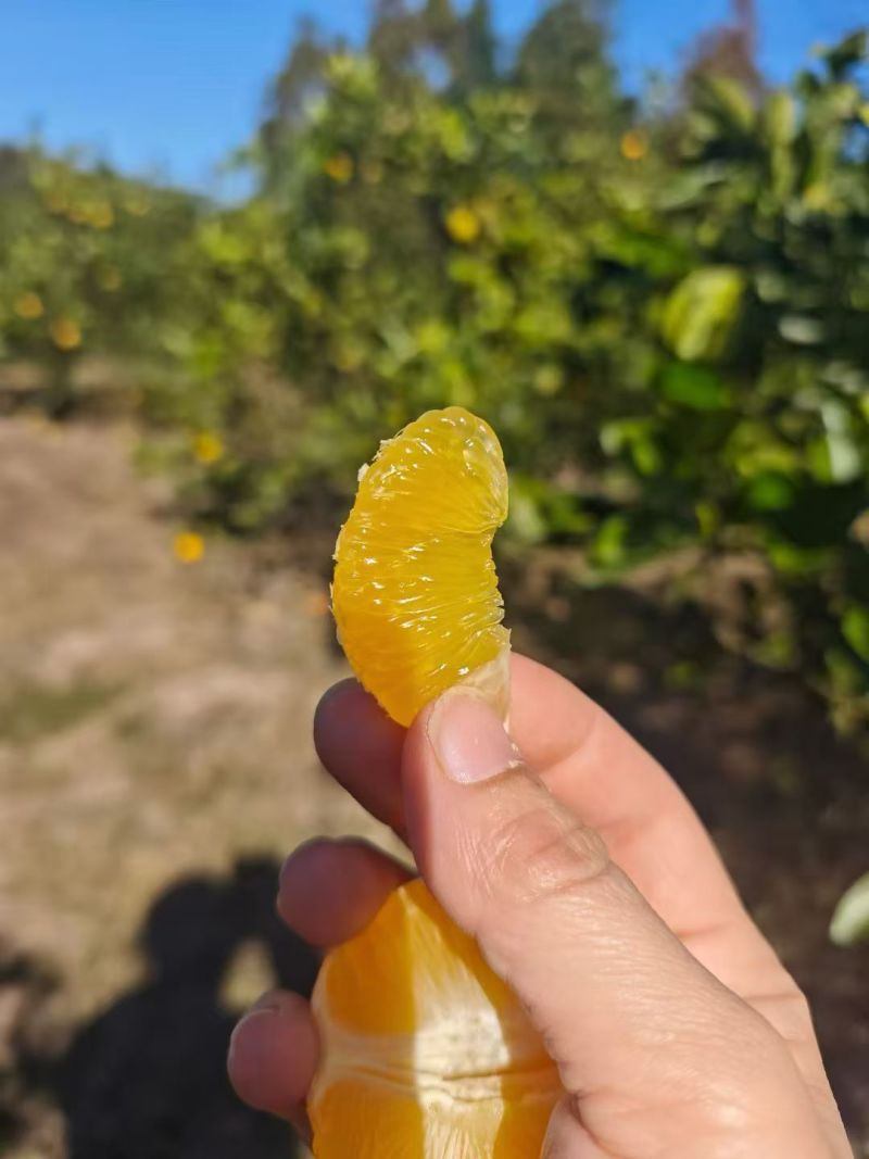 正宗十大名橙永兴冰糖橙，质量保真