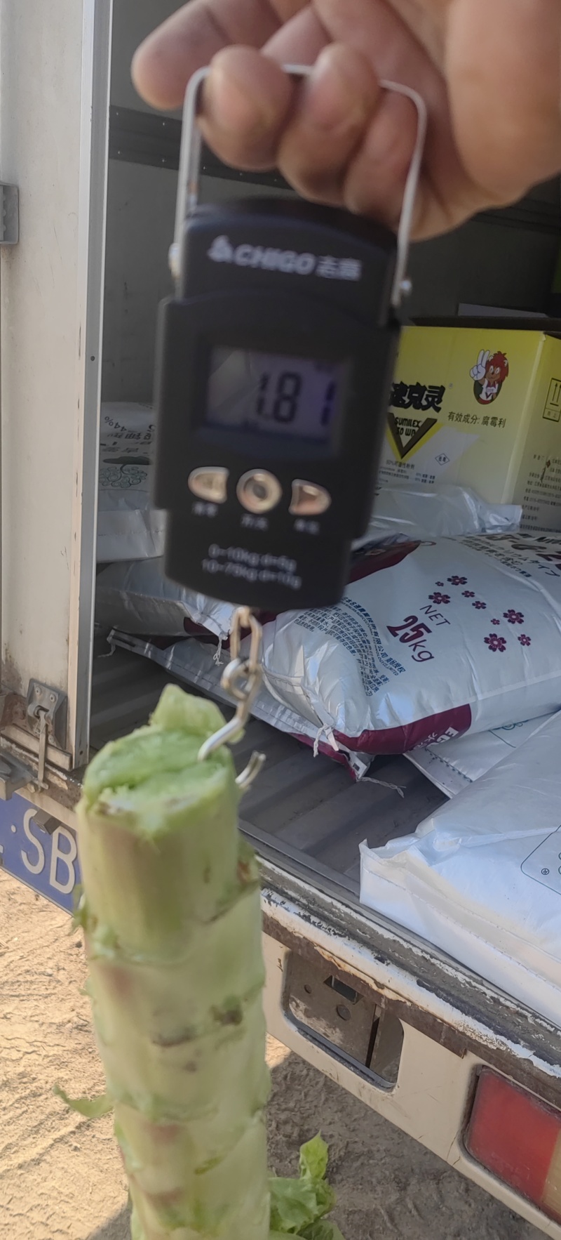 精品红尖叶