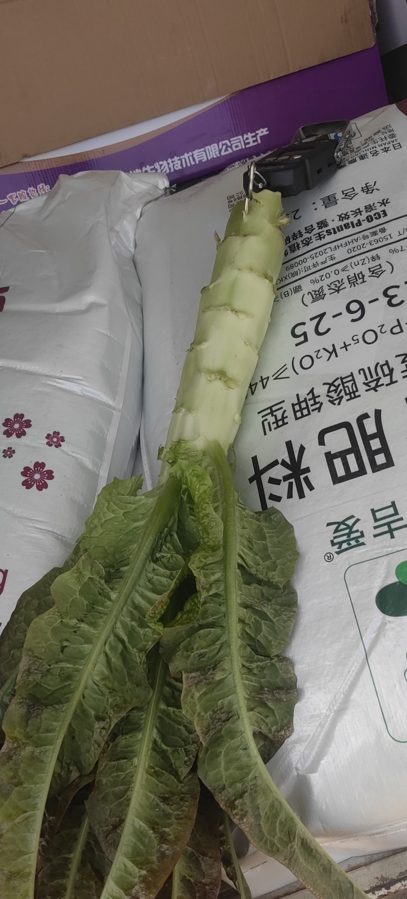 精品红尖叶