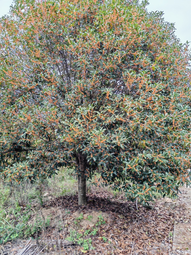 23公分桂花树