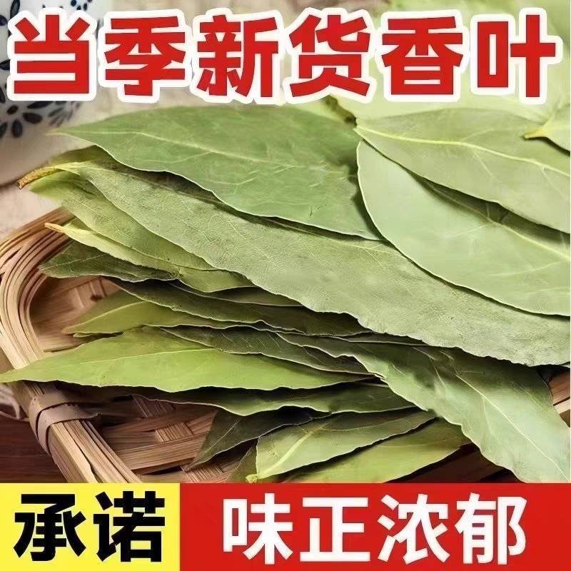 香叶精选绿香叶无硫新货一手货源批发零售