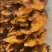 【卤味】荣昌卤鹅，卤猪头肉，卤肥肠