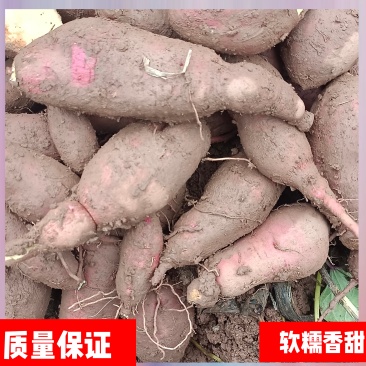 四川农户自种红薯现挖新鲜红皮蛋黄心软糯香甜中大果质量保证实惠