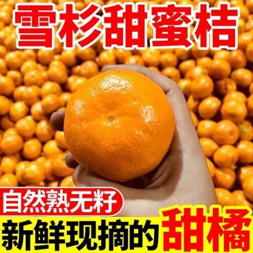 【爆甜】正宗雪杉蜜桔现摘当季新鲜橘子批发薄皮无籽黄皮蜜桔