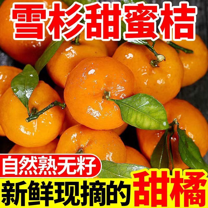 【爆甜】正宗雪杉蜜桔现摘当季新鲜橘子批发薄皮无籽黄皮蜜桔
