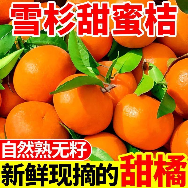 【爆甜】正宗雪杉蜜桔现摘当季新鲜橘子批发薄皮无籽黄皮蜜桔