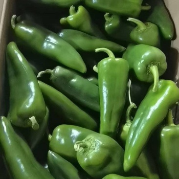 青泡椒