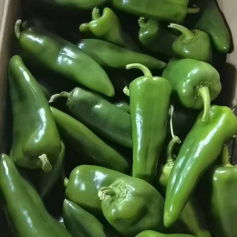 青泡椒