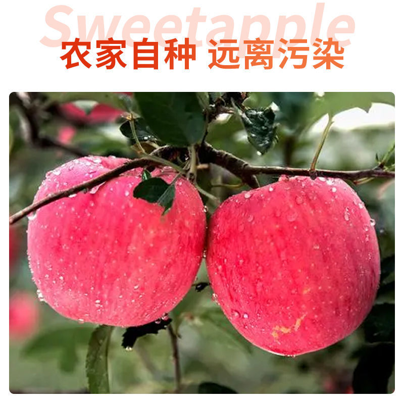【红富士苹果】灵宝糖心苹果，寺河山富硒新鲜苹果，一件代发