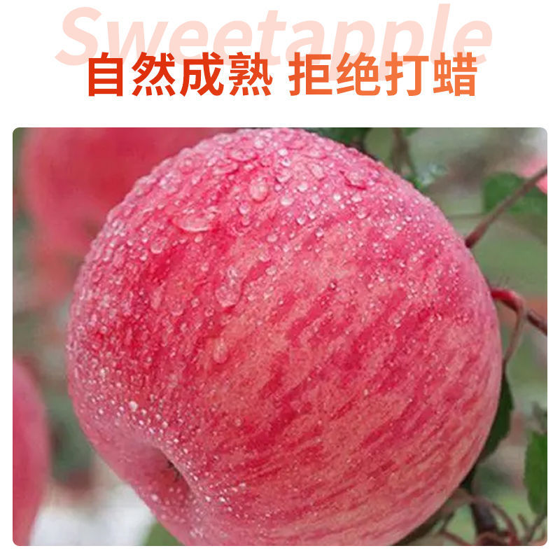 【红富士苹果】灵宝糖心苹果，寺河山富硒新鲜苹果，一件代发