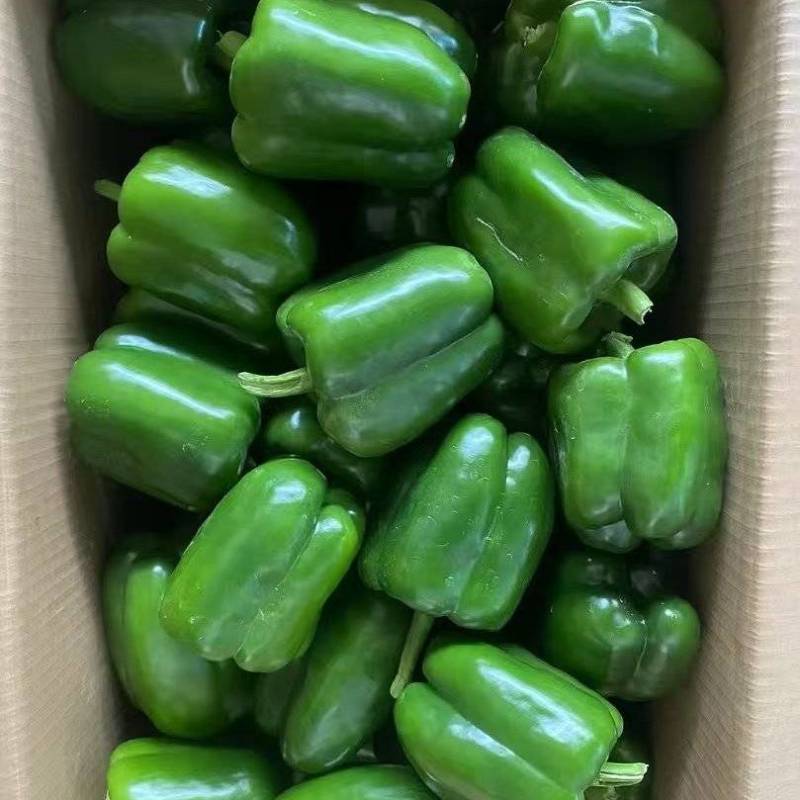 四方椒菜椒辣椒鲜辣椒口感好价格实惠品质保障运输便利欢迎电联
